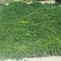 شیتیل گوجه فرنگی