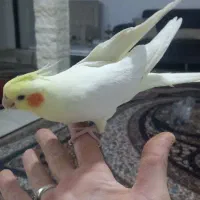 ماده اماده پنچ تخم