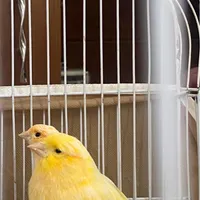 دوتا قناری نر