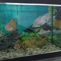 آکواریم شیشه خم شرکتی|ماهی|کنگاور, |دیوار