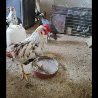 تخم مرغ گلین ،نطفه دار