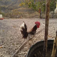 دو عدد خروس مینیاتوری