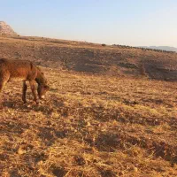 خر ماده جوان با کره خر ۶ ماهه|حیوانات مزرعه|دالاهو, |دیوار