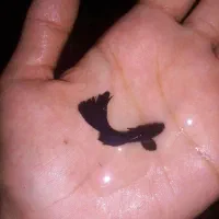 گوپی فول بلک نژاد خالص