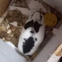 خرگوش|موش و خرگوش|تبریز, |دیوار