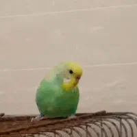 مرغ عشق گمشده