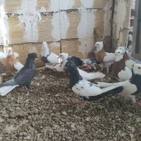 کبوتر|پرنده|کرج, بهشت سکینه|دیوار