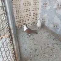کفتر گم شده