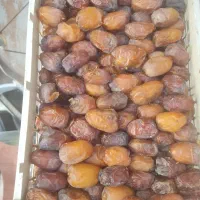 رطب کبکاب درشت ودرجه یک|خوردنی و آشامیدنی|شیراز, شهرک ولیعصر|دیوار