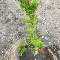 باغچه ۷۵۰ متر با سهمیه آب به صورت نقد و چک|فروش زمین و ملک کلنگی|رباط‌کریم, رباط‌کریم|دیوار