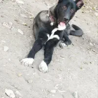 سگ سرابی|سگ|ملارد, |دیوار