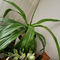 گل اشک ملکه