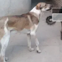 نر پانزده ماه نوه گیله کریم سردشت|سگ|خرمدره, |دیوار