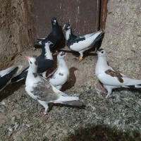 جوجه|پرنده|زبرخان, |دیوار