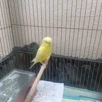 مرغ عشق هلندی چشم قرمز|پرنده|برازجان, |دیوار