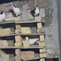 کبوتر رنگی فروشی هنه رقم