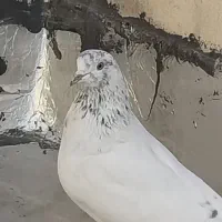 کفتر گم شده