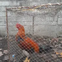 ۶تومن|حیوانات مزرعه|پره‌سر, |دیوار