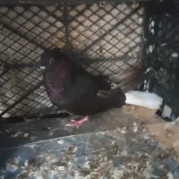 دم سفید ماده