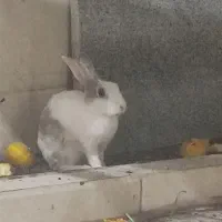 خرگوش
