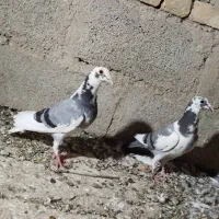 کبوتر جوجه مسافتی