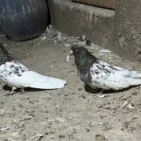 پدر و پسر|پرنده|میانه, |دیوار