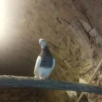 کفتر طوقی|پرنده|سنندج, |دیوار