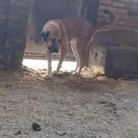 سگ گمشده عراقی|حیوانات|اشتهارد, |دیوار