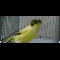 یک عدد قناری ماده بالغ لانکشایر ۵ تخم