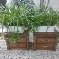 گل طبیعی|گل و گیاه طبیعی|اردبیل, |دیوار