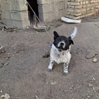 سگ پاکوتاه|حیوانات مزرعه|کوراییم, |دیوار