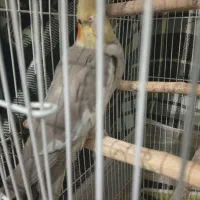 عروس هلندی مرغ عشق|پرنده|سیاهکل, |دیوار