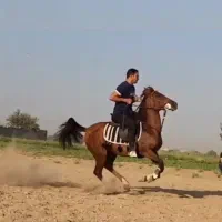 مادیان ترکی سواری دار شکم طلا|اسب و تجهیزات اسبسواری|مرند, |دیوار