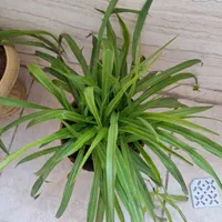 گل گندمی