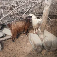 گوسفند فروشی شهرستان فاریاب|حیوانات مزرعه|کهنوج, |دیوار