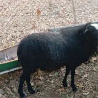 بره قوچ شالرومانف