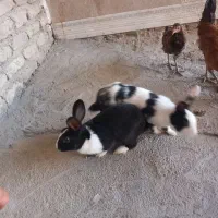 خرگوش