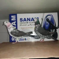 4تا نر تیرماهی|پرنده|قم, زند آباد|دیوار