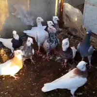 کبوتر هفت رنگ طوقی|پرنده|اسفرورین, |دیوار