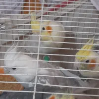 ۴ تا عروس هلندی(دوجفت|پرنده|تربت جام, میرقوام الدین|دیوار