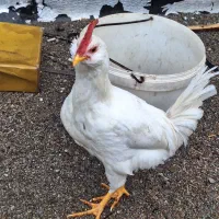 ۲تاخروس گلین ریش سالم آوازخوان مرغگیر