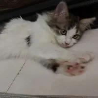 بچه گربه ایرانی|گربه|بومهن, |دیوار