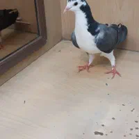 ماده مفلق