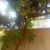 واحدبامغازه