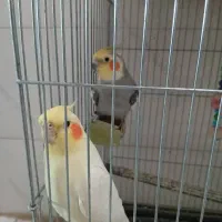 یک جفت عروس هلندی مولد و زیبا