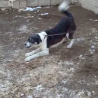 توله ماده قدرجونی