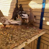 کبوتر سینه ای