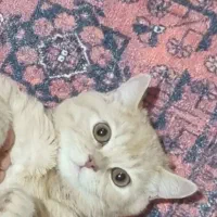 گربه نارنجی میکس