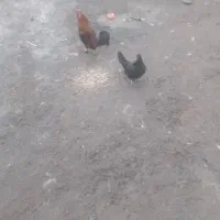 یه جفت مرغ وخروس سالم وسرحال