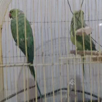 جفت طوطی ملنگو و عروس هلندی